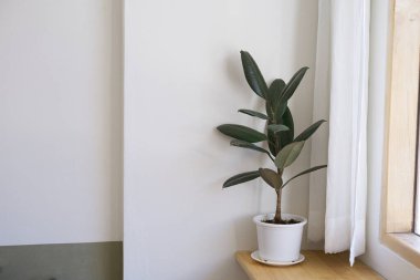 Ficus elastica in the foom interior