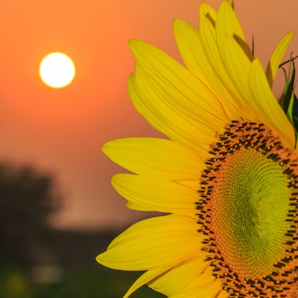 Campo de girasol — Foto de Stock