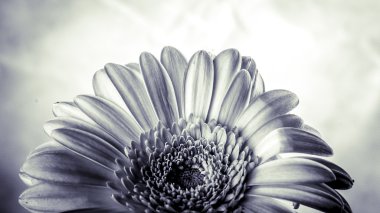 gerbera çiçek - siyah beyaz