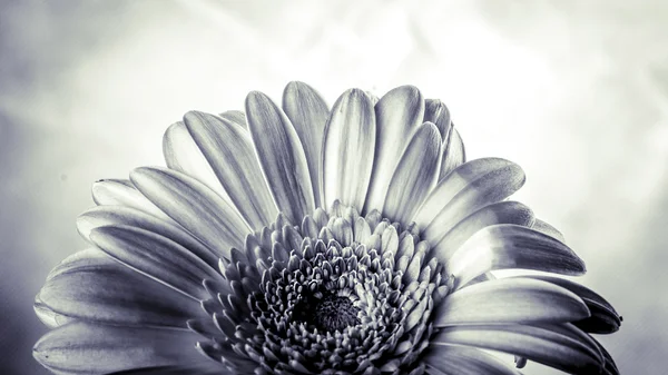 Gerbera blomma - svart och vit — Stockfoto