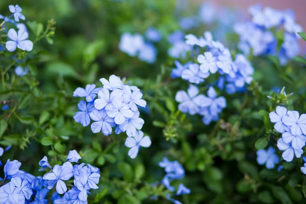 Blossom bleu fleur look frais . — Photo