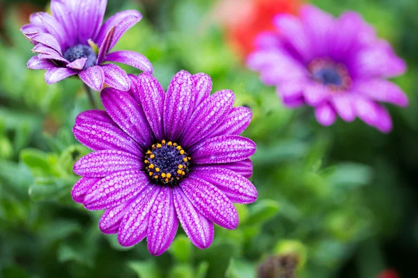 Fleur violette — Photo
