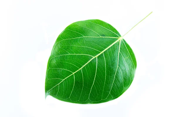 Bodhi tree leaf — Stock Photo, Image