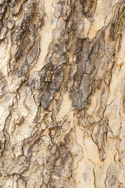 Vecchio albero corteccia texture — Foto Stock