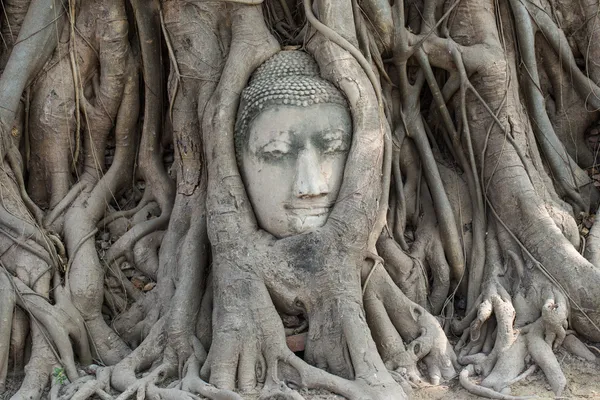 Cabeza de Buda arenisca en las raíces del árbol — Foto de Stock