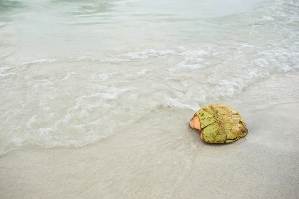 Kokosnuss am Strand — Stockfoto