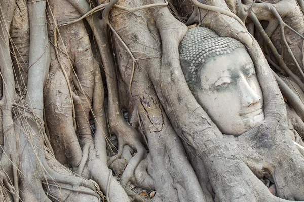 Cabeza de Buda arenisca en las raíces del árbol — Foto de Stock