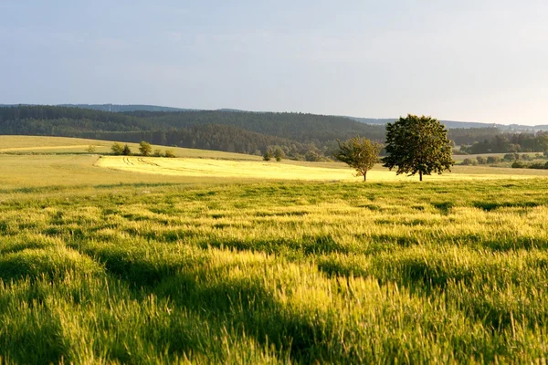 Agricultural Landscape of South Moravia