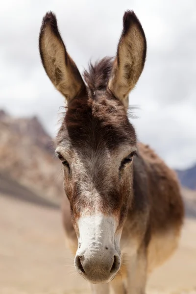 Portrait of Donkey — Stock Photo, Image