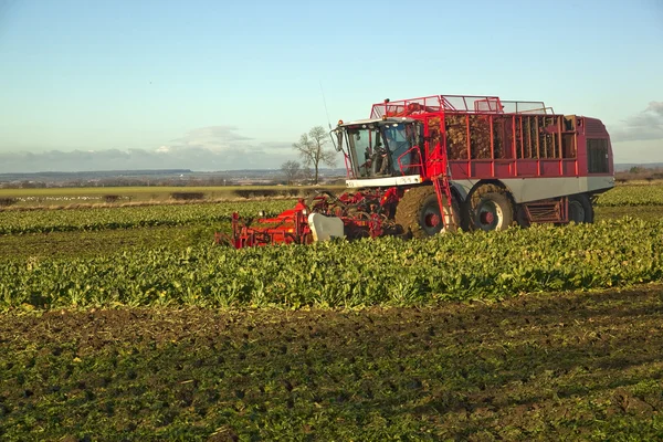 Skörd sockerbetor, i lincolnshire, Storbritannien — Stockfoto