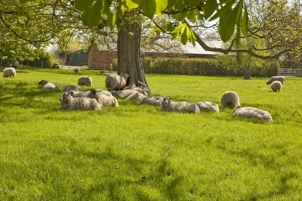 Moutons à l'ombre tachetée . — Photo