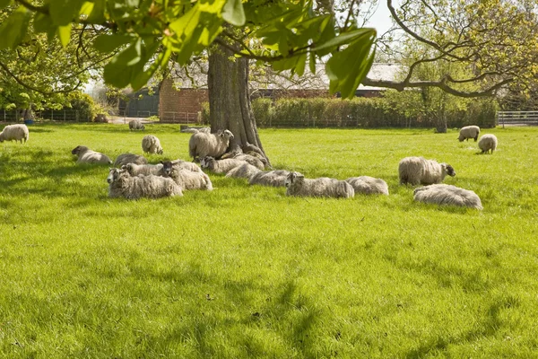 Moutons satisfaits dans un pâturage printanier Photos De Stock Libres De Droits