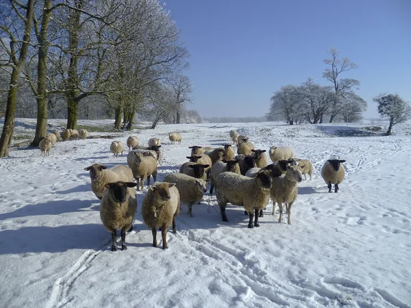 Ovce v zimní krajině. — Stock fotografie