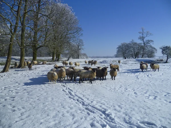 Paisaje de invierno con ovejas . — Foto de Stock