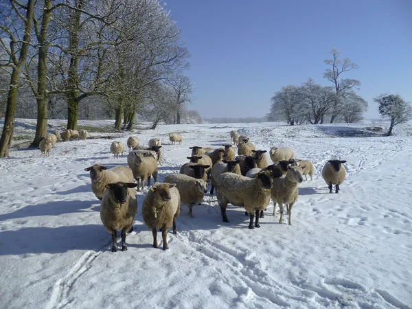 Moutons dans le paysage hivernal . Images De Stock Libres De Droits