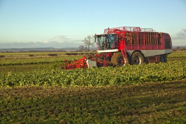 lincolnshire, İngiltere'de şeker pancarı hasat