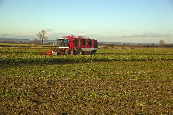 Sklizeň cukrové řepy, v lincolnshire — Stock fotografie