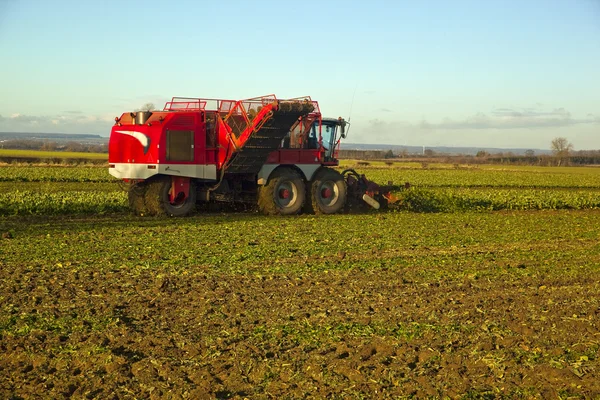 Şeker pancarı hasat zamanı geldi. Lincolnshire — Stok fotoğraf