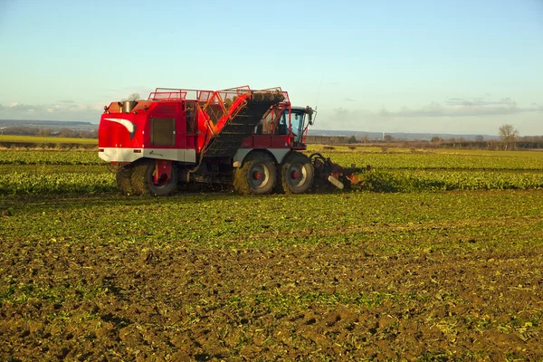 Hora de recoger la remolacha azucarera. Lincolnshire — Foto de Stock