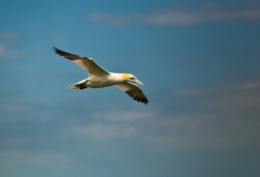 Gannet bempton uçurumlar, yorkshire, uçuş.