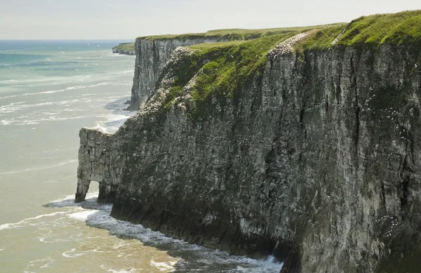 tebeşir kayalıklarla, Yorkshire, İngiltere'de bempton.