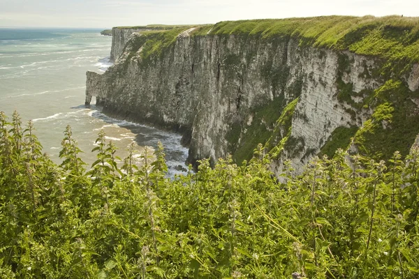 Yüksek tebeşir kayalıklarla, Bempton, Yorkshire, İngiltere.     