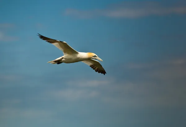 Gannet en vol à Bempton Cliffs, Yorkshire . Image En Vente