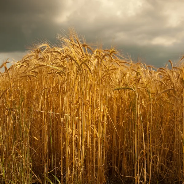 在林肯郡，英格兰的大麦作物. — 图库照片