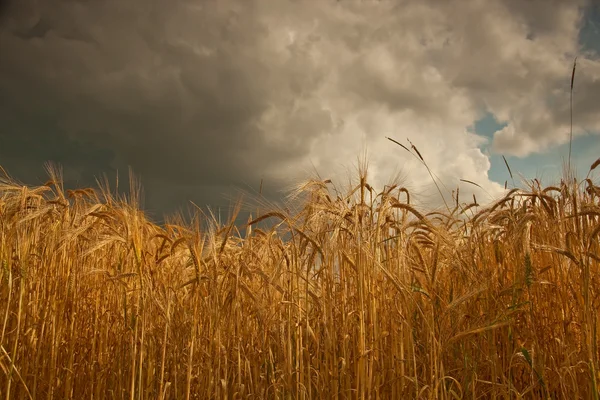 Letnie chmury burzowe nad uprawy jęczmienia w hrabstwie Lincolnshire (Anglia). — Zdjęcie stockowe