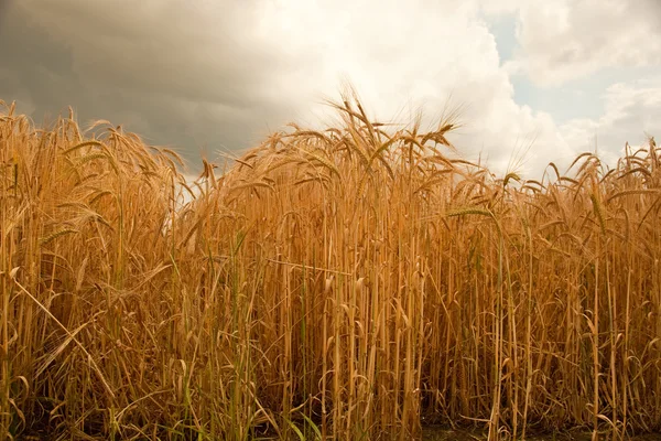 Sommar korn gröda i Lincolnshire, England. — Stockfoto