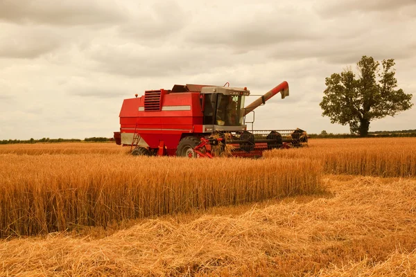 Récolte d'orge après-midi — Photo