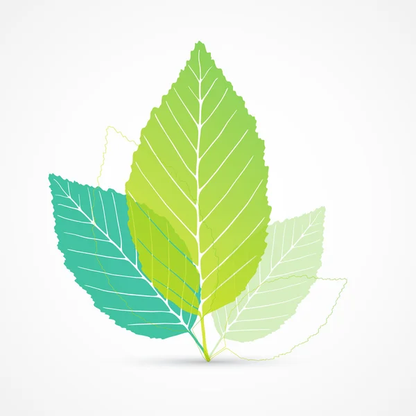 Leaf vector — Stock Vector