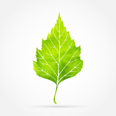 yaprak, suluboya tasarım, vektör çizim