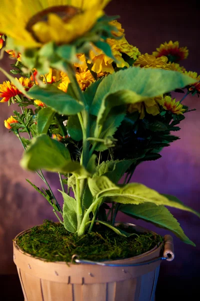 Fiori di agosto — Foto Stock