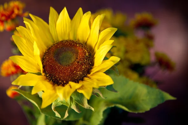 Fiori di agosto — Foto Stock