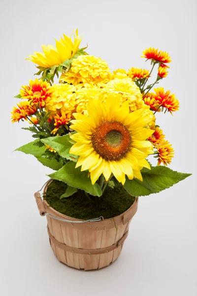 August blumen — Stockfoto