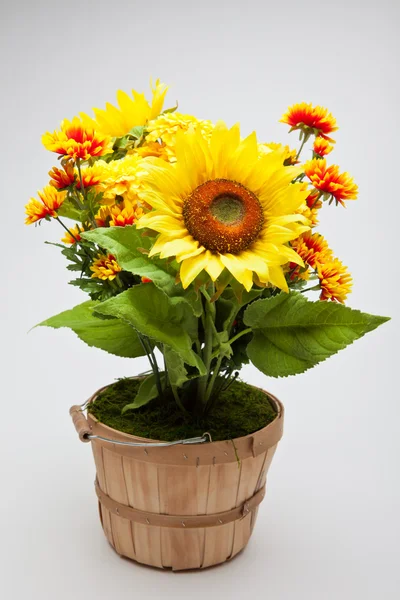 Agosto Flores — Fotografia de Stock
