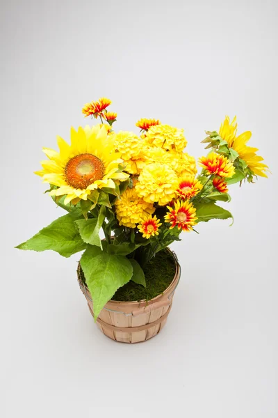 Agosto Flores — Fotografia de Stock
