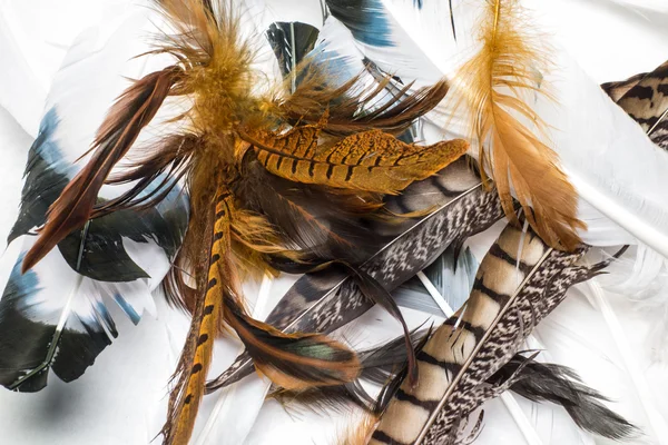 Bird Feathers — Stock Photo, Image