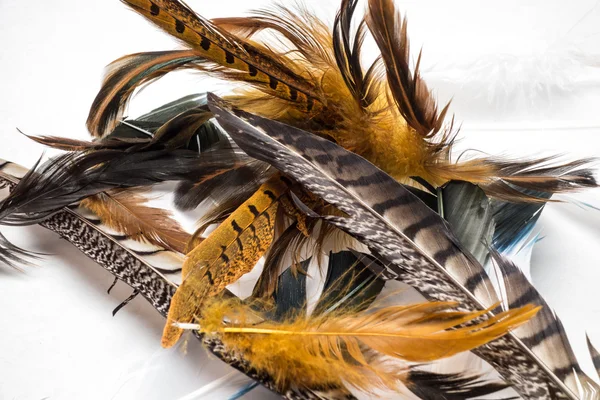 Bird Feathers — Stock Photo, Image