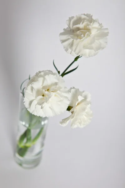 白色康乃馨 — 图库照片