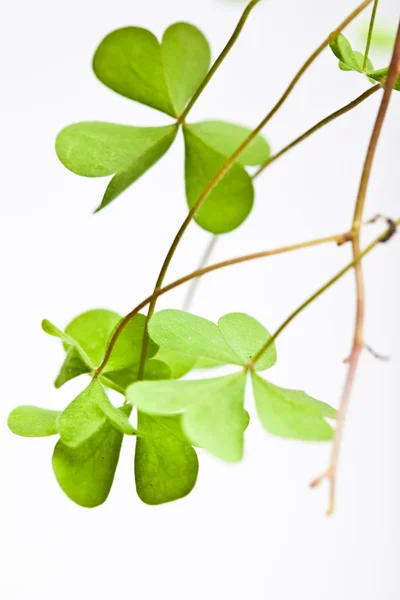 Clover Clusters — Stock Photo, Image