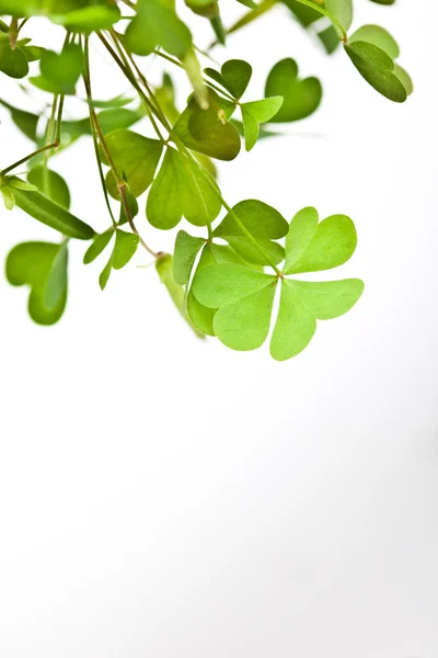 Clover Clusters — Stock Photo, Image