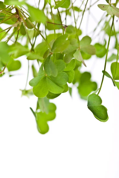 Clover Clusters — Stock Photo, Image