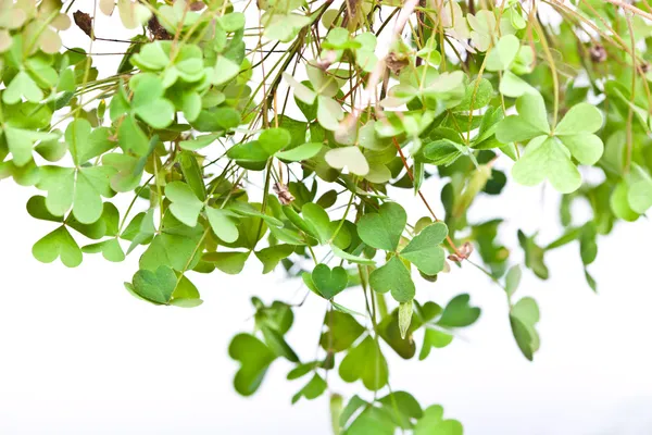 Clover Clusters — Stock Photo, Image