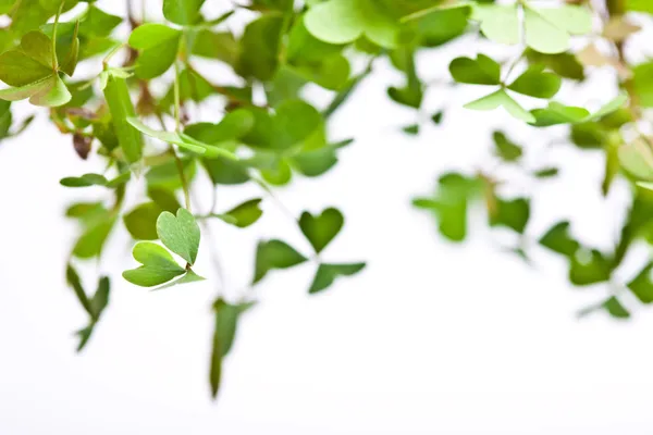 Clover Clusters — Stock Photo, Image