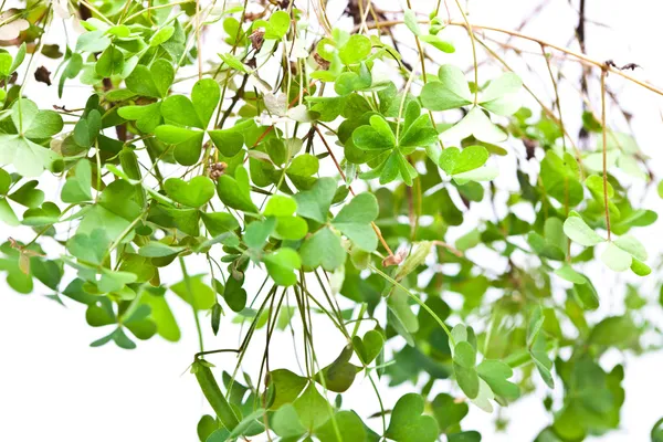 Clover Clusters — Stock Photo, Image