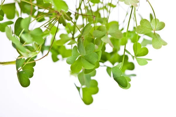 Clover Clusters — Stock Photo, Image