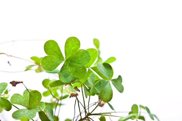 Clover Clusters — Stock Photo, Image