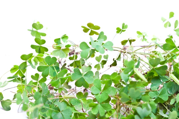 Clover Clusters — Stock Photo, Image